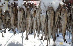 추위야 반갑다…인제 황태마을 겨울나기