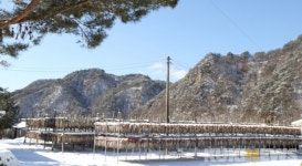 추위야 반갑다…인제 황태마을 겨울나기