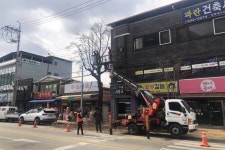 영주시, 시내 통로 등 주요 도로변 가로수 정비
