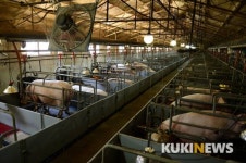 경북도, 바이오마커 활용 수태능력 진단 기술 고도화···양돈농가 생산 ↑