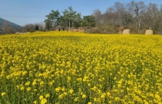 순창 금과면, 국도 24호선 주변 유휴부지에 유채꽃밭