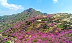 핑크빛 철쭉 꽃길 속으로 함께 걸어볼까요