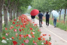 의령 화정 ‘국내 최장 3km 양귀비 꽃길 로드’ 눈길