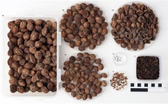 김해 대성동고분박물관 무덤에서 단일 고분 최대로 복숭아씨와 오이 씨앗 출토 