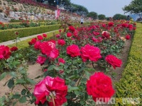 삼척 오십천 둔치에 만개한 장미