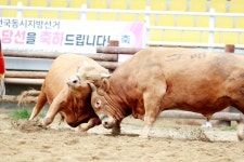 의령 전국 소 힘겨루기 대회 막 올라...불꽃 튀는 대결 시작 [포토뉴스]