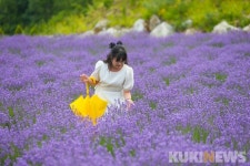 동해시 무릉별유천지에 라벤더 보러 오세요