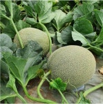 합천 쌍책 ‘꿀 메론’ 맛보세요 [합천소식]