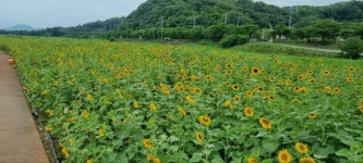 경주 서천 둔치, 해바라기꽃 물결 넘실 [포토뉴스]