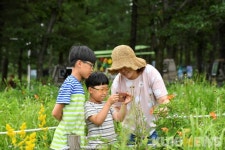 숲, 야생화, 힐링여행…30일 정선 고한 함백산야생화축제 개막