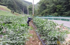 치솟는 채소값에 삼척 오지마을까지 농산물 절도...농민들 한숨
