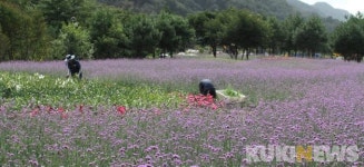 인제서 꽃길만 걷자… 버들마편초 보랏빛 물결