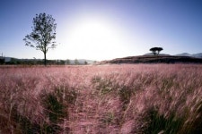 가을의 전설 합천 핑크뮬리 개화 [포토뉴스]