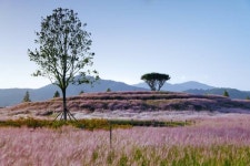 가을의 전설 합천 핑크뮬리 개화 [포토뉴스]