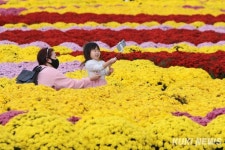 마스크 벗고 국화꽃 향기에 취해 볼까… 인제가을꽃축제 30일 개막