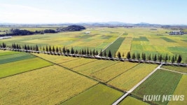 “지평선까지 넘실되는 황금물결” 김제평야 [쿠키포토]