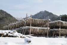 앵글에 담은 바람의 명작 인제 황태마을 겨울나기