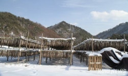 앵글에 담은 바람의 명작 인제 황태마을 겨울나기