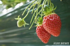 딸기 수확 어렵지 않아요 발달장애인과 함께하는 농장 체험 [쿠키포토]