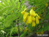 양구 희귀약초 개느삼 항염증 효과 입증됐다… 이목 집중