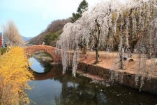 볼거리 가득 창녕군에 “봄(See) 봄(Spring) 봄이 왔어요”