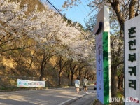 ‘춘천 벚꽃명소’ 부귀리서 8일 축제 개막