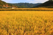 ‘극한대립’ 양곡법, 전문가 의견 들어보니