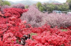 전주 완산공원 꽃동산, 불꽃놀이보다 화사한 봄꽃놀이