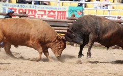 전국 최고 ‘힘센’ 소 가리자 …의령 소 힘겨루기대회 열전 돌입