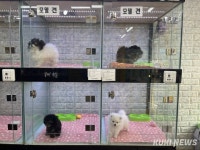 어느새 1500만 반려동물, 펫숍은 여전히 애완동물