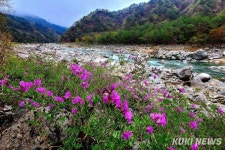 인제군, 내린천 경관복원사업 박차… 연분홍빛 물결