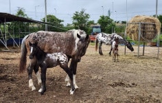 완주군, 말(馬)산업 특구 ‘지역 승마장은 홀대’