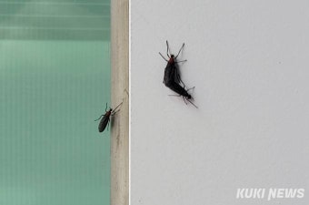 “방충망에 또, 소름 쫙”…러브버그 올해도 도심 출몰