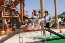 롯데워터파크, 반려견과 함께 댕댕 워터파크 로 놀러오세요