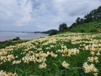 부안 변산마실길 제2코스, 붉노랑 상사화 9월 초 절정