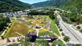 1000만 송이 국화꽃 향연[쿠키포토]