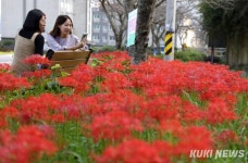 강진 고성사 산책길에 꽃무릇 만개