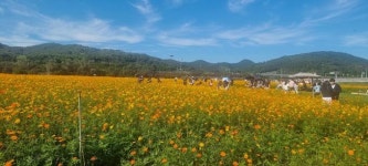 대구 금호강 하중도 코스모스 꽃단지 ‘10월이 절정’