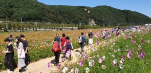 하동 북천 코스모스·메밀꽃 축제 폐막...지역경제 활성화 기여