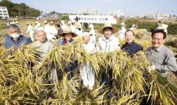 전주기접놀이보존회, 삼천동 두레농장서 전통 벼 베기 재현