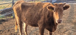 경남 창원서 럼피스킨병 첫 의심신고