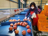 태백·삼척·정선농협 협업 고랭지사과 대형마트 본격 출하