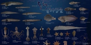 수과원, 20년 심해 조사 통해...동해 심해 생물 서식 수심대 새로 발견!