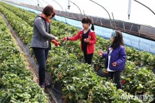 논산이 딸기에 진심인 이유 논산딸기 세계진출