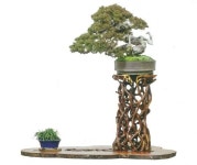 자연을 함축한 한국소품분재회 전시회 밀양아리랑아트센터서 선보인다