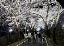 하동군, 화개 십리벚꽃길 차 없는 거리 운영