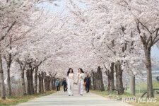 동해 전천 제방길 벚꽃 명소로 각광