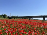 영산포 홍어축제 24~26일 개최