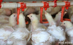 물폭탄 그치자 역대급 폭염 예고…더위에 취약한 양계농가 비상