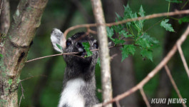 늦더위 피서는 여기서 “산양이 기다리는 양구 두타연”